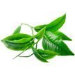 Зеленый чай обладает антиоксидантным действием