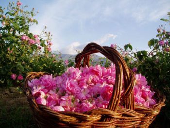 Bulgarian Rose Oil купить